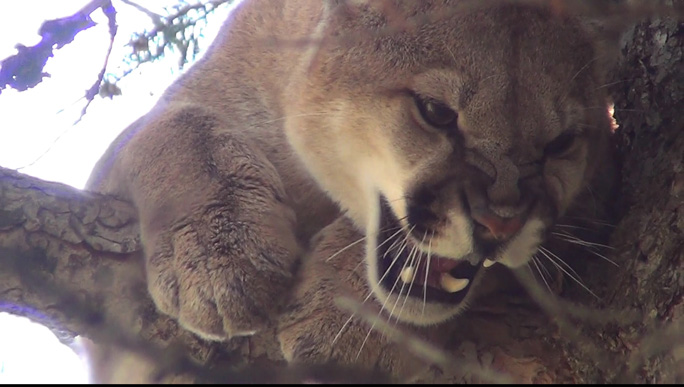Treed mountain lion snarling
