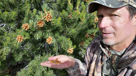 muzzleloader deer hunt, pine nuts