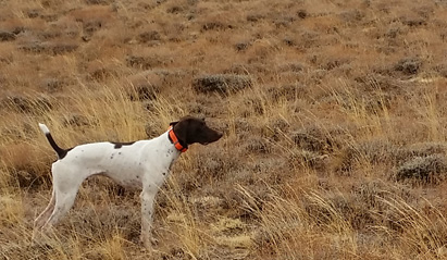 sage grouse hunting, german short hair pointer on point