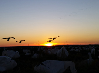spring snow goose hunt, arkansas sunrise