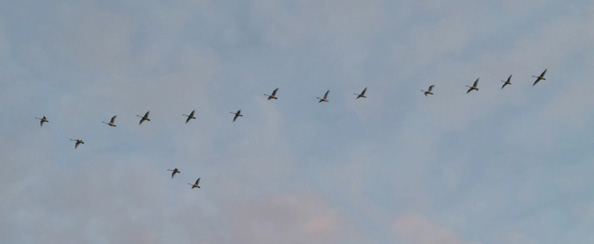 swans flying over head