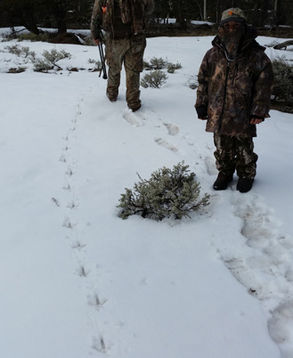 turkey hunting, fresh snow with turkey tracks
