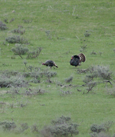turkey two gobblers strutting
