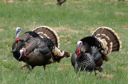 i went hunting turkeys, tom turkeys long beard gobblers