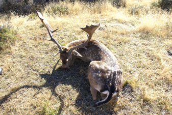 fallow deer buck, new zealand