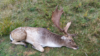 fallow deer buck new zealand