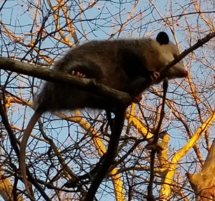 An opossum or possum