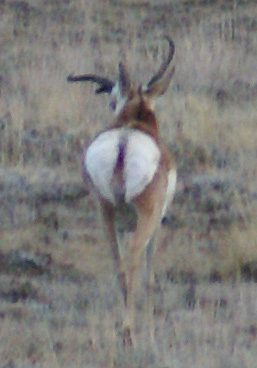 i went hunting crazy horned antelope buck, iwenthunting