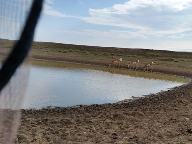 antelope drinking