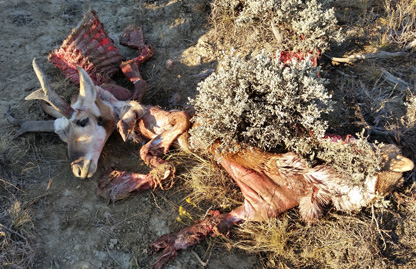 antelope devoured by coyotes