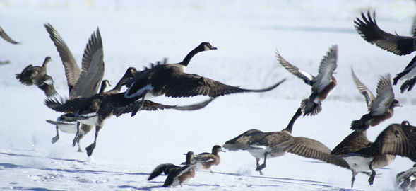 Canada geese, widgeon ducks