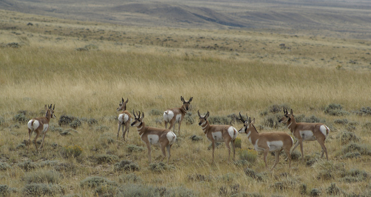 I went hunting antelope, antelope herd