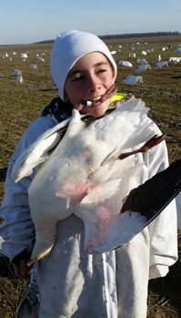 banded snow goose, ross's banded snow goose