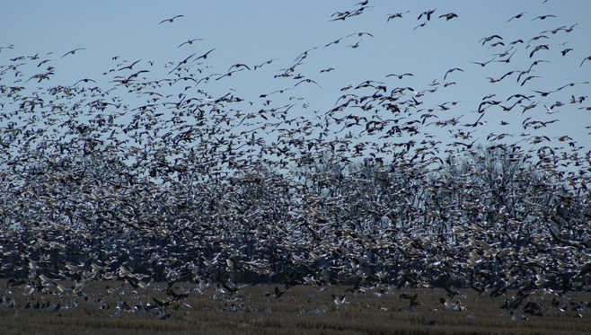 i went hunting snow geese, Arkansas snow goose hunt