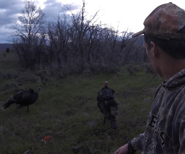 spring turkey hunt with bow, turkey at decoys