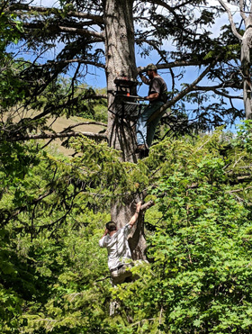 black bear hunting hanging treestand
