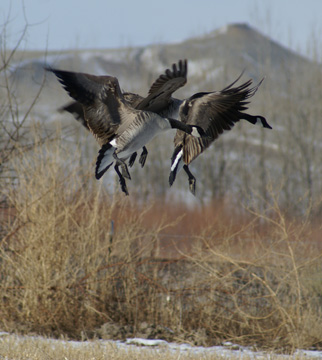 Canada geese locked take em