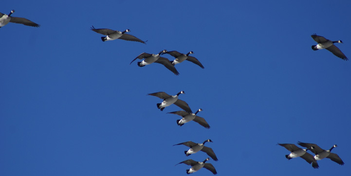 canada geese decoying into spread