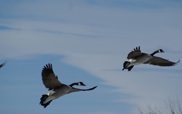Canada geese final approach