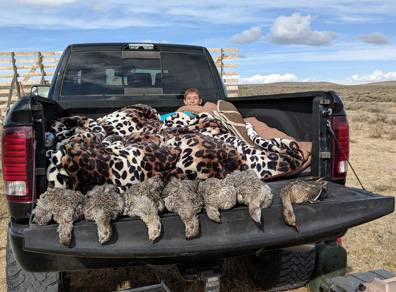 Wyoming sage grouse hunting