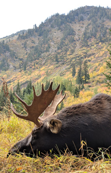 i went hunting moose montana shiras moose 