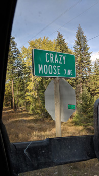 Moose hunting Libby Montana