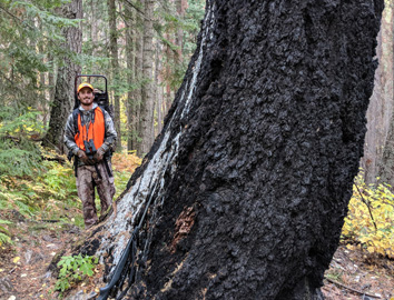 Moose hunting Libby Montana giant cedar tree