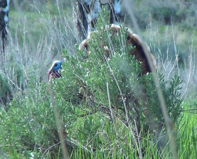 turkey hunting red, white and blue head
