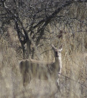 Coues whitetail deer