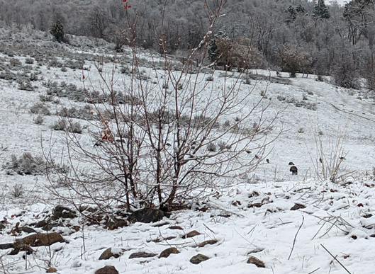 idaho turkey hunting snow