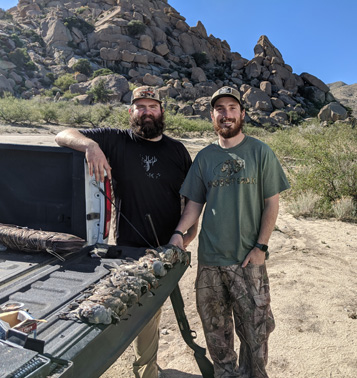 Gambles quail Sonoran desert Arizona