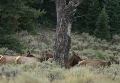 herd of cow elk 