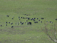 large flock of turkeys