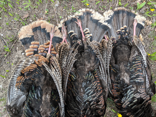 i went hunting turkey Rio Grande, Merriam's, 9 inch beards
