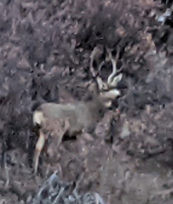 3 point mule deer buck