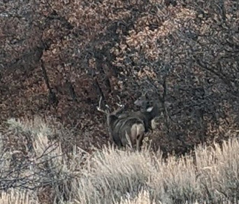 3x4 mule deer buck
