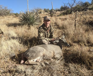 whitetail coues deer buck