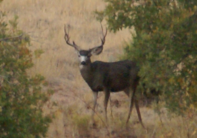 4 point mule deer buck