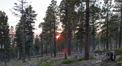 deer hunting sunset in the pine trees