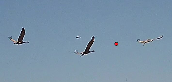 sandhill cranes flying after missed shot
