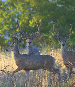 velvet mule deer bucks