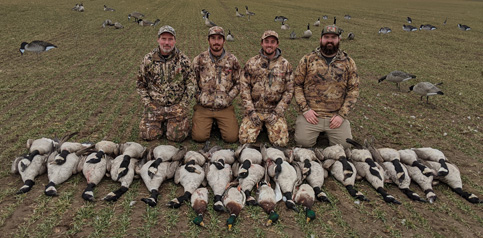 goose hunting winter wheat, canada geese and drake greenhead mallards