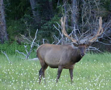 6 point bull elk in velvet, archery bow hunt