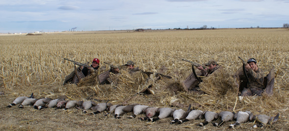 Canada goose hunting layout blinds, shooting geese, limit of lesser geese, cackling geese, 