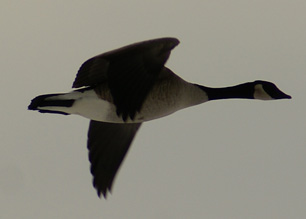 Canada goose flying toward decoys