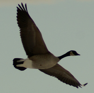 Canada goose flying into decoys