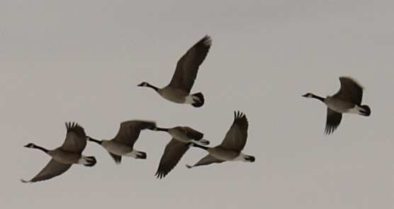 flock of Canada geese in flight