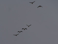 flock of snow geese flying overhead