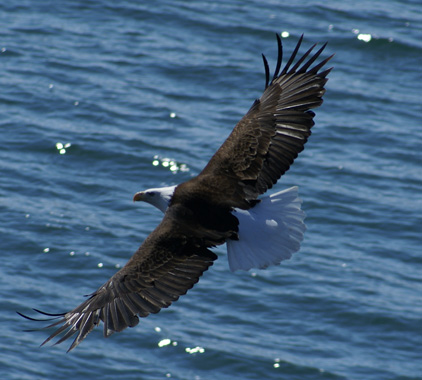 Kodiak Island Bald Eagle
