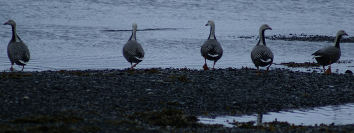 Kodiak Island Emperor geese emperor goose